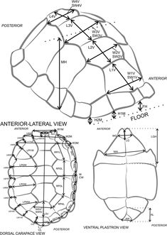 an image of a baseball helmet and its parts labeled in the following diagram, which is not shown