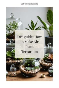 DIY guide on creating an air plant terrarium with various glass containers filled with plants and pebbles. Diy Terrarium, Terrarium Containers