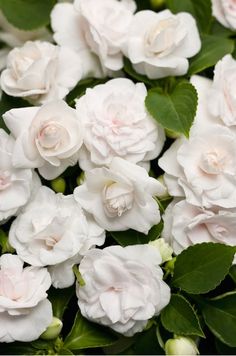 white flowers with green leaves in the foreground and light pink blooms on the background