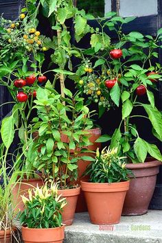 several potted plants are sitting on the steps