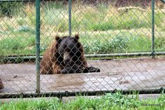 two brown bears are sitting behind a chain link fence