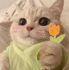 a white cat wearing a green shirt and looking at the camera with an orange flower sticking out of it's mouth