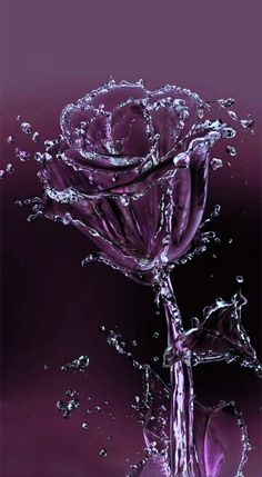 a purple rose with water splashing on it