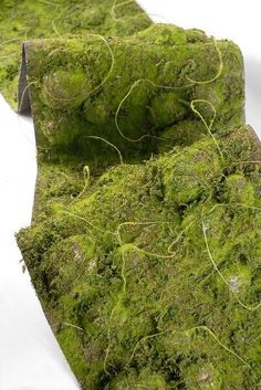 two pieces of green moss sitting on top of each other