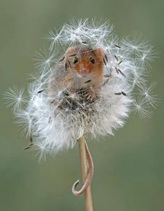 a mouse sitting on top of a dandelion with its head in the air