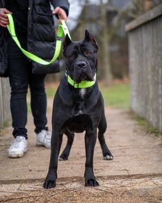 a black dog on a leash being walked down a path by a person wearing white sneakers