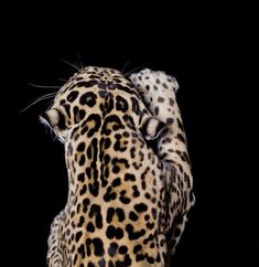 a large leopard standing on its hind legs