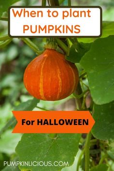 Best time to plant pumpkin seeds for Halloween When To Plant Pumpkin Seeds, How To Save Pumpkin Seeds For Planting, Plant Pumpkin Seeds, Planting Pumpkin Seeds, Pumpkin Plants, Perfect Yard