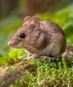 a brown mouse sitting on top of a moss covered rock