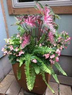 a potted plant with pink flowers and green leaves