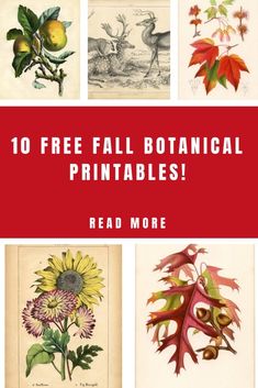 the top 10 free fall botanical printables