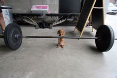 a dog that is standing in front of a wheelbarrow with the caption i got this