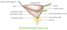 Question 2. Describe the Urinary Bladder under the following headings: Urinary Bladder Introduction Urinary Bladder External features Urinary Bladder Relations Urinary Bladder Supports Urinary Bladder Arterial supply Urinary Bladder Venous drainage Urinary Bladder Lymphatic drainage Urinary Bladder Nerve supply and Urinary Bladder Applied anatomy. Answer: 1. Urinary Bladder Introduction: The urinary bladder is a hollow […] Urinary Bladder Anatomy, Newborn Nursing