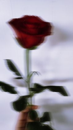 a single red rose being held by someone's hand in front of the camera