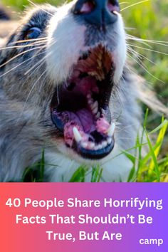 a dog yawning while laying in the grass with its mouth open and tongue out