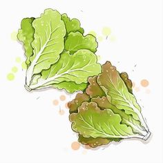 two lettuce leaves are shown on a white background with brown spots around them