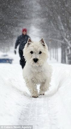 a small white dog walking across a snow covered road next to a person in black jacket