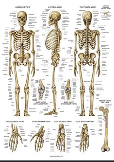 the skeletal system is shown in this poster, and it shows different types of bones