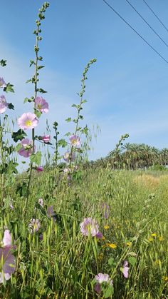 some pink flowers in the middle of a grassy field with power lines above them and blue sky