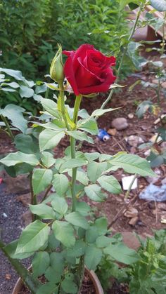 a single red rose in a pot on the ground