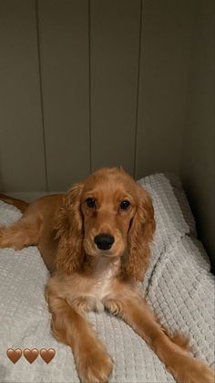 a brown dog laying on top of a bed