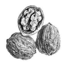 three walnuts are shown in this black and white drawing, with one nut still inside the shell