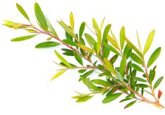 Tea Tree Oil is an essential oil steam-distilled from the leaves of the Melaleuca alternifolia plant. This essential oil is clear with a strong characteristic aroma. Tea Tree oil is used in a wide-range of cosmetic and industrial applications. Cosmetic products formulated with tea tree oil include body lotions, moisturizers, shampoos and conditioners, facial cleansers, mouth washes, hand and foot sprays and powders. Tea Tree oil is believed to have antibacterial properties but should be used wit Mosquito Deterrent, Esential Oils, Simply Orange, Skin Care Ingredients, Ayurveda Yoga, Tea Health Benefits, Essential Oils For Skin, Natural Antibiotics, Essential Oil Benefits