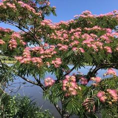 pink flowers are blooming on the tree next to water