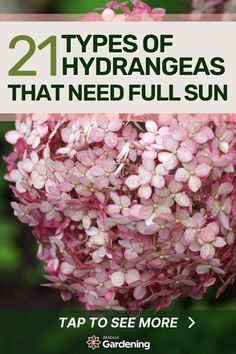 pink flowers with text that reads 21 types of hydrangeas that need full sun