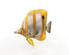 an orange and white striped fish on a white background