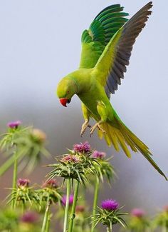 a green bird with its wings spread out in the air, perched on top of a flower