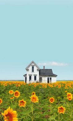 a sunflower field with a house in the background