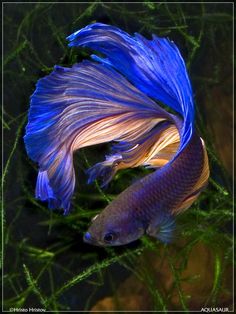 a blue and yellow siamese fish in an aquarium