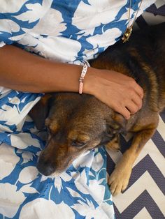 a dog laying on top of a blue and white blanket next to a person's arm