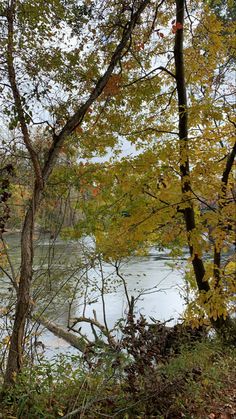 a bench sitting on the side of a river next to trees with yellow and red leaves