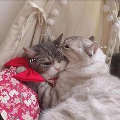 two cats laying next to each other on top of a bed with white and pink decorations