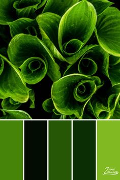 green color palette with lots of leaves in the center and bottom half, along with black background