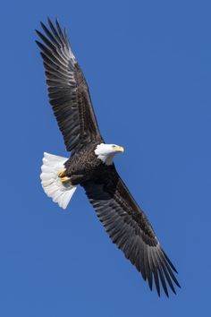 an eagle soaring through the blue sky with its wings spread out and it's talon extended