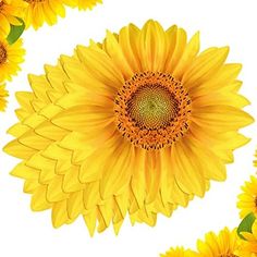 sunflowers with yellow petals and green leaves in the center on a white background