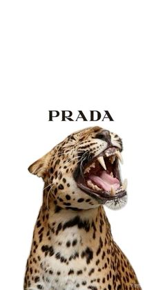 a cheetah with its mouth open and the words prada written above it