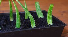 small green plants are growing in a black pot