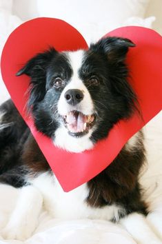 a black and white dog laying on top of a bed with a heart shaped paper