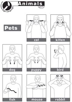 an animal's body is shown with the words pets and other things in it