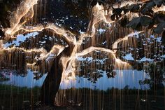 a tree with lights hanging from it's branches