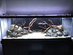 an aquarium with rocks and branches in it