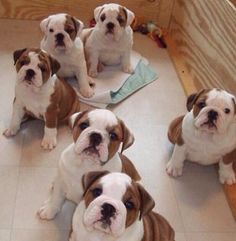 four brown and white puppies are sitting on the floor