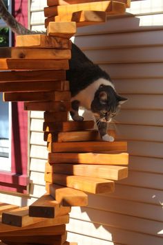 a black and white cat standing on top of a wooden stair case next to a window