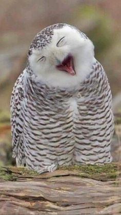 an owl with its mouth open sitting on a log