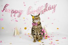 a cat wearing a pink bow tie sitting in front of a happy birthday sign and confetti