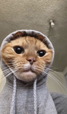 an orange cat wearing a gray hoodie looking at the camera while standing in front of a mirror